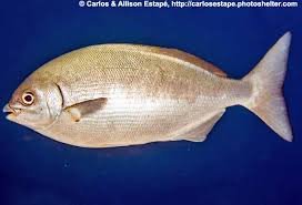 Image result for Kyphosus