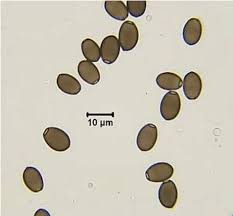 Attēlu rezultāti vaicājumam “Comatricha elegans var. microspora spores”