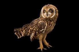 Attēlu rezultāti vaicājumam “Asio flammeus”