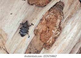 Attēlu rezultāti vaicājumam “Pissodes piniphilus”