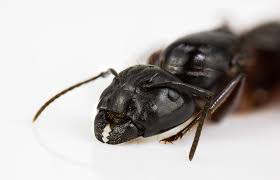 Attēlu rezultāti vaicājumam “Camponotus herculeanus”