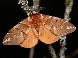 Attēlu rezultāti vaicājumam “Endromis versicolora”