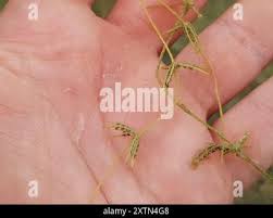 Attēlu rezultāti vaicājumam “Chara globularis”