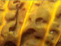 Attēlu rezultāti vaicājumam “Cribraria costata”