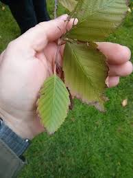 Attēlu rezultāti vaicājumam “Alnus incana leaf”