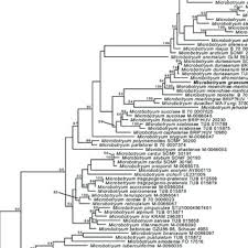 Attēlu rezultāti vaicājumam “Microbotryum tragopogonis - pratensis”