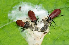 Image result for insect poop