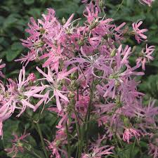 Image result for Lychnis flos-cuculi