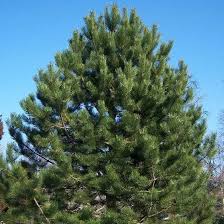Attēlu rezultāti vaicājumam “Pinus nigra”
