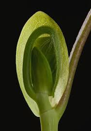 Attēlu rezultāti vaicājumam “Liriodendron tulipifera bud”