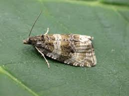 Attēlu rezultāti vaicājumam “Orthotaenia undulana”