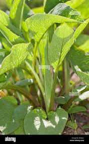 Attēlu rezultāti vaicājumam “Symphytum officinale leaf”