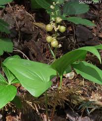 Attēlu rezultāti vaicājumam “Maianthemum bifolium fruit”