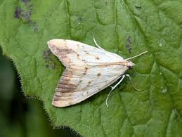 Attēlu rezultāti vaicājumam “Evergestis extimalis”