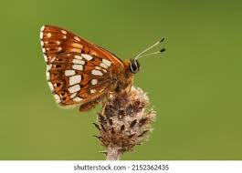 Attēlu rezultāti vaicājumam “Hamearis lucina underside”