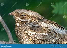 Attēlu rezultāti vaicājumam “Caprimulgus europaeus”