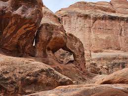 Attēlu rezultāti vaicājumam “Craterium aureum stalked”