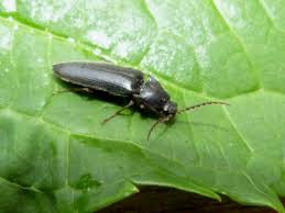 Attēlu rezultāti vaicājumam “Hemicrepidius sp.”