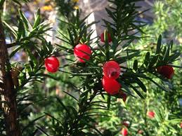 Attēlu rezultāti vaicājumam “Taxus baccata female flower”