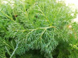 Attēlu rezultāti vaicājumam “Matricaria discoidea leaf”