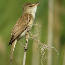 Attēlu rezultāti vaicājumam “Acrocephalus arundinaceus adult”
