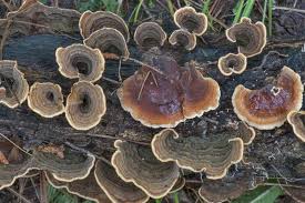 Attēlu rezultāti vaicājumam “Stereum hirsutum”