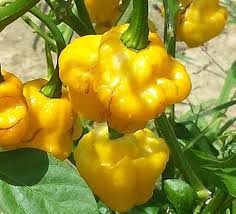 Afbeeldingsresultaat voor yellow mushroom hot pepper