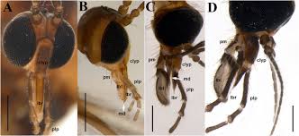 Attēlu rezultāti vaicājumam “Ptychoptera sp. female”