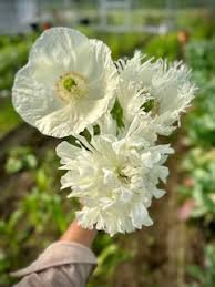 Image result for Papaver somniferum White Cloud