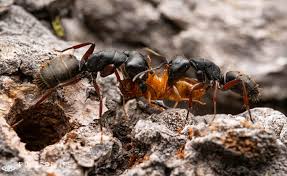 Attēlu rezultāti vaicājumam “Antrodia crassa”