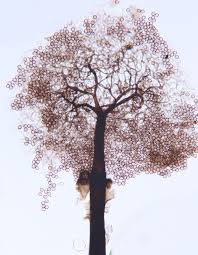 Attēlu rezultāti vaicājumam “Paradiacheopsis sp.”