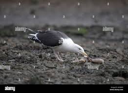 Attēlu rezultāti vaicājumam “Larus marinus adult”