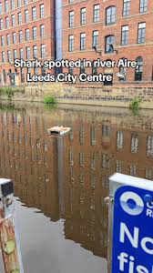 Image result for Leeds Sharks