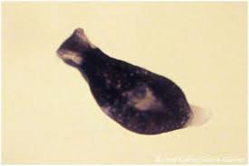 Attēlu rezultāti vaicājumam “Lophozia capitata”