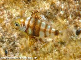 Image result for Diplodus puntazzo