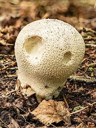 Attēlu rezultāti vaicājumam “Calvatia utriformis”