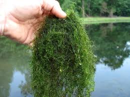 Attēlu rezultāti vaicājumam “Nitella sp.”