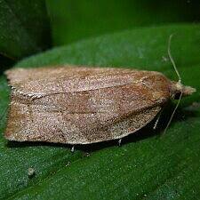 Attēlu rezultāti vaicājumam “Pandemis”