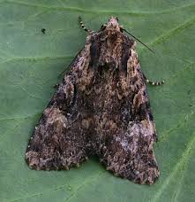 Attēlu rezultāti vaicājumam “Apamea epomidion”