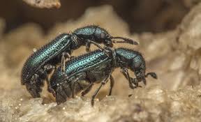 Attēlu rezultāti vaicājumam “Necrobia violacea”