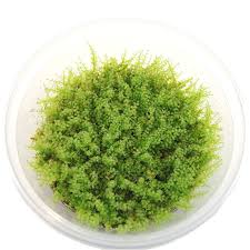 Attēlu rezultāti vaicājumam “Plagiomnium affine sporophyte”