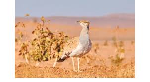 Image result for Chlamydotis macqueenii