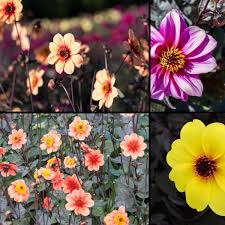 Image result for Dahlia x pinnata `Redskin`