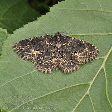 Attēlu rezultāti vaicājumam “Parascotia fuliginaria”