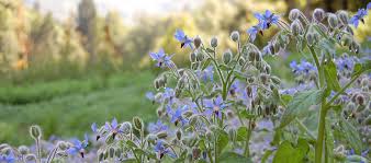 Image result for Borretsch