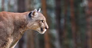 Image result for Cornwall Cougars