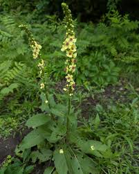 Attēlu rezultāti vaicājumam “Verbascum blattaria leaf”