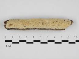 Attēlu rezultāti vaicājumam “Basidioradulum radula”