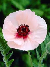 Image result for Papaver orientale