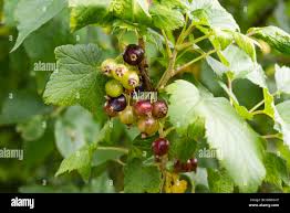 Attēlu rezultāti vaicājumam “Ribes nigrum fruit”